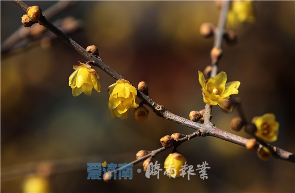 蕊恋黄金分外香腊梅花开俏迎春