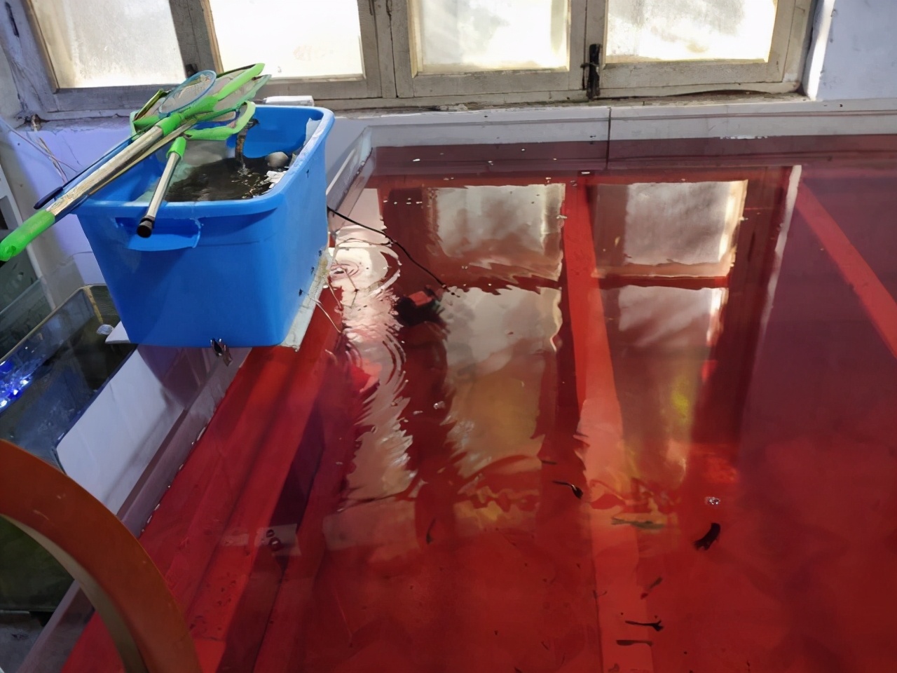 养一个鱼要硝化细菌吗,鱼养了才加硝化细菌可以吗