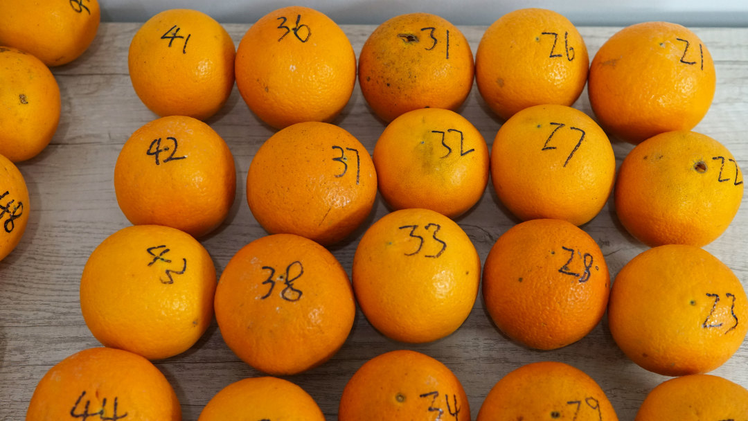 橙子干水了,橙子里面干水是什么原因