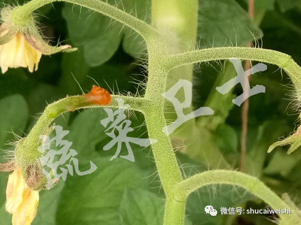 番茄落花的最佳治疗方法,番茄落花落果的原因及措施