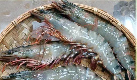 哪种海鲜的味道最鲜美,世界上最鲜美的海鲜