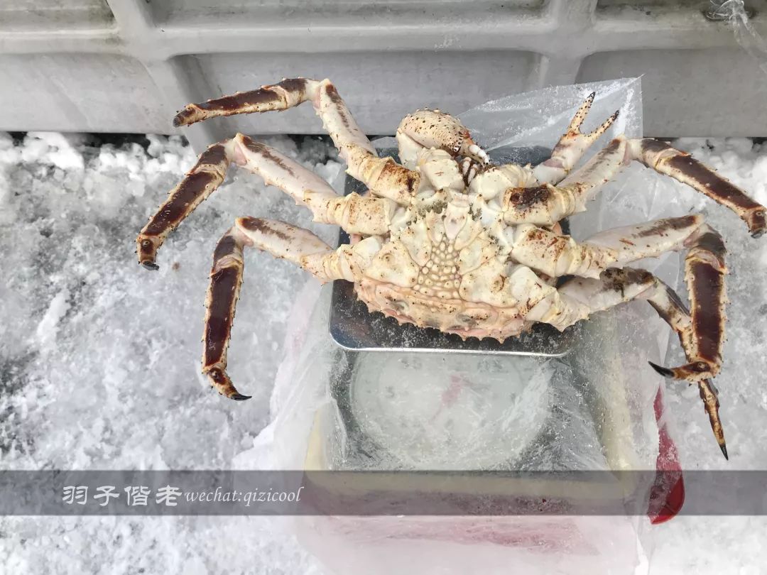 不会日语日本自由行好吗,不会日语的北海道自由行攻略