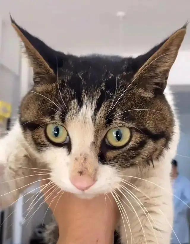 狸花猫背部受伤救助,狸花猫被主人打骨折