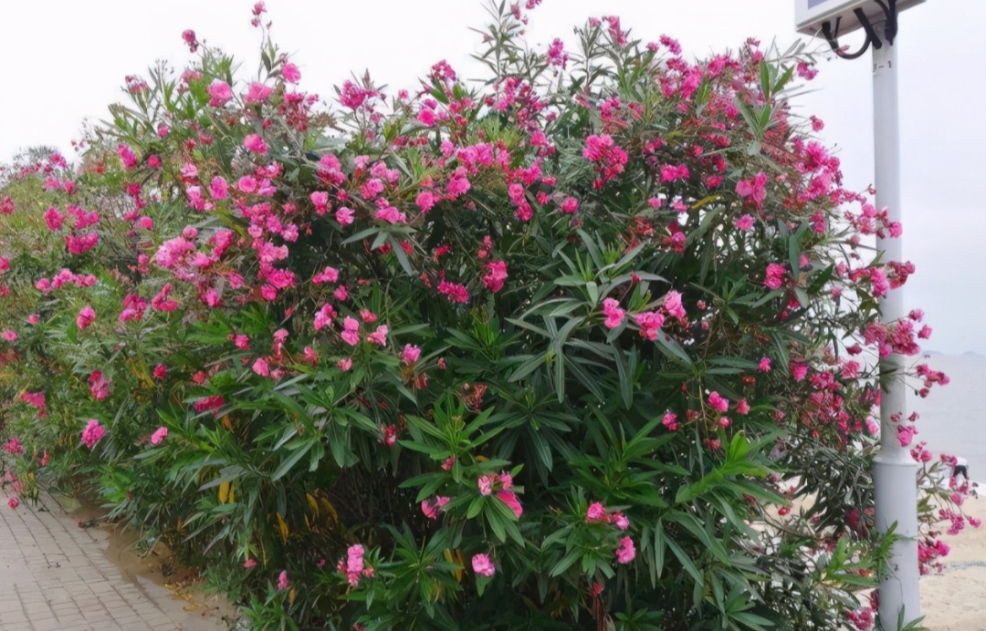 鎴峰涓嶈兘瑙︾鐨勬瘨鑺辨湁鍝簺,鍝簺姣掕姳涓嶈兘瑙︾