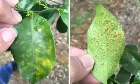柑橘落果病害图谱大全,柑橘树的果树病害图谱