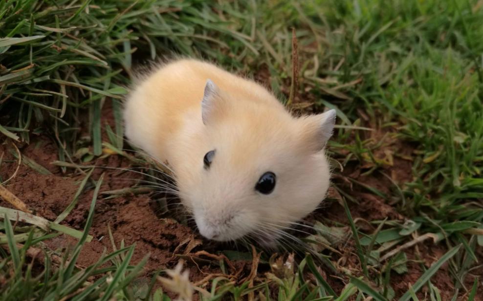 养仓鼠新手要注意的几个,养仓鼠要记住的几件事