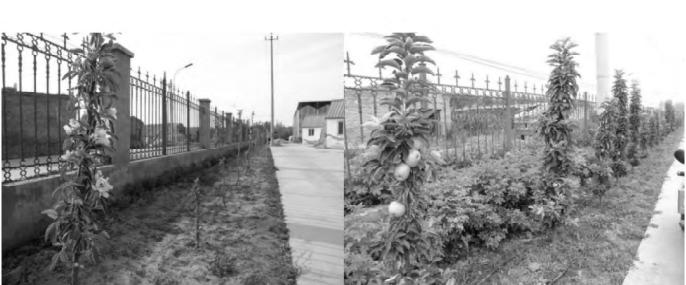 现代苹果整形修剪技术,柱状苹果树修剪视频教程全集