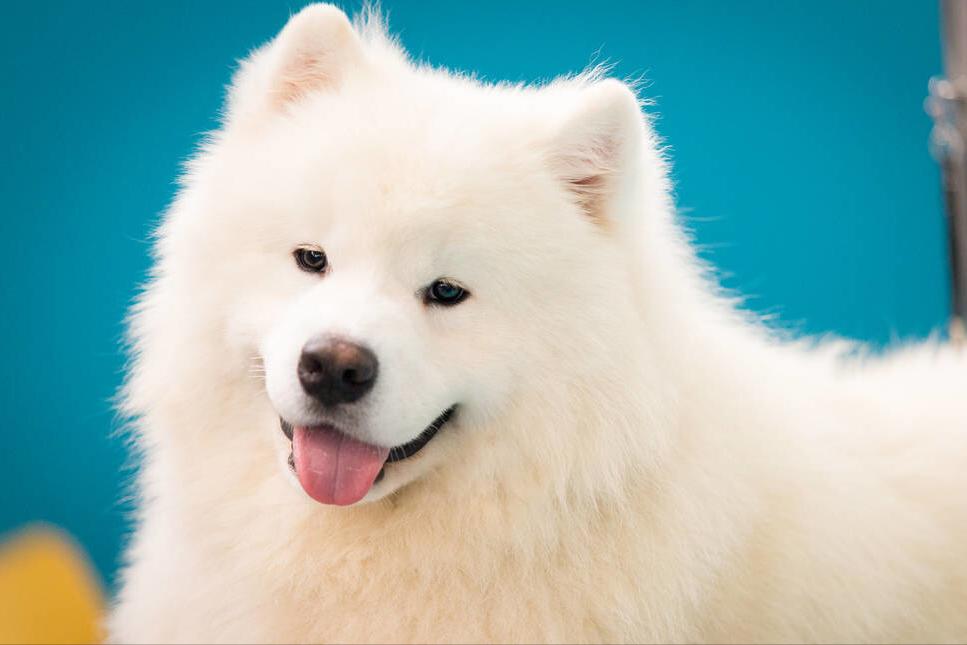 什么狗好养听话不掉毛不咬人,哪种狗狗不掉毛又好养又听话