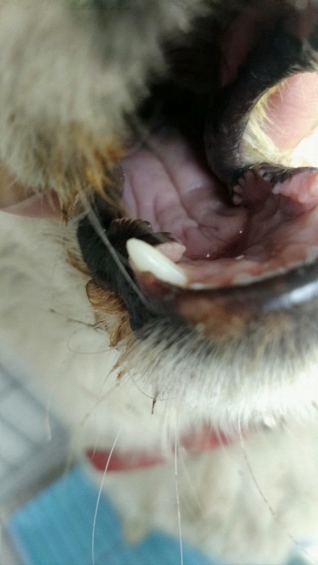 香砂六君丸补气血,香砂六君子汤补什么