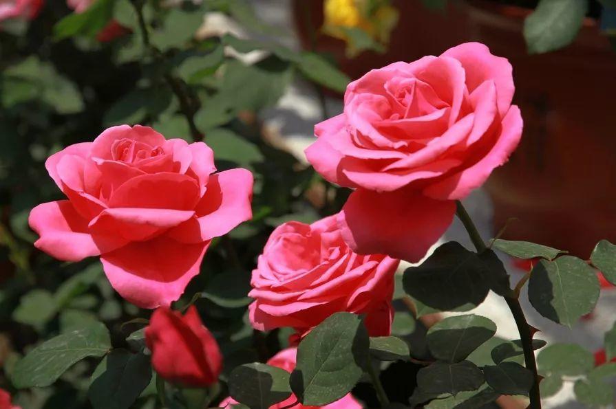 为什么有人说中国国花是牡丹,中国的国花为什么要选牡丹呢