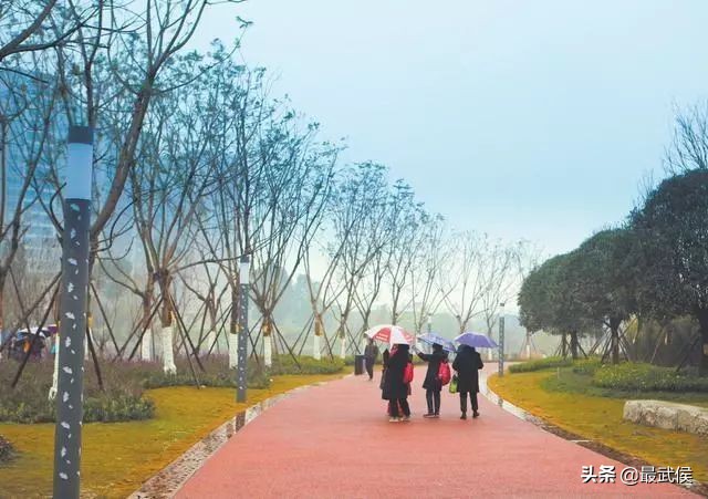 3月底天府绿道哪段最美,天府绿道彩色油菜花