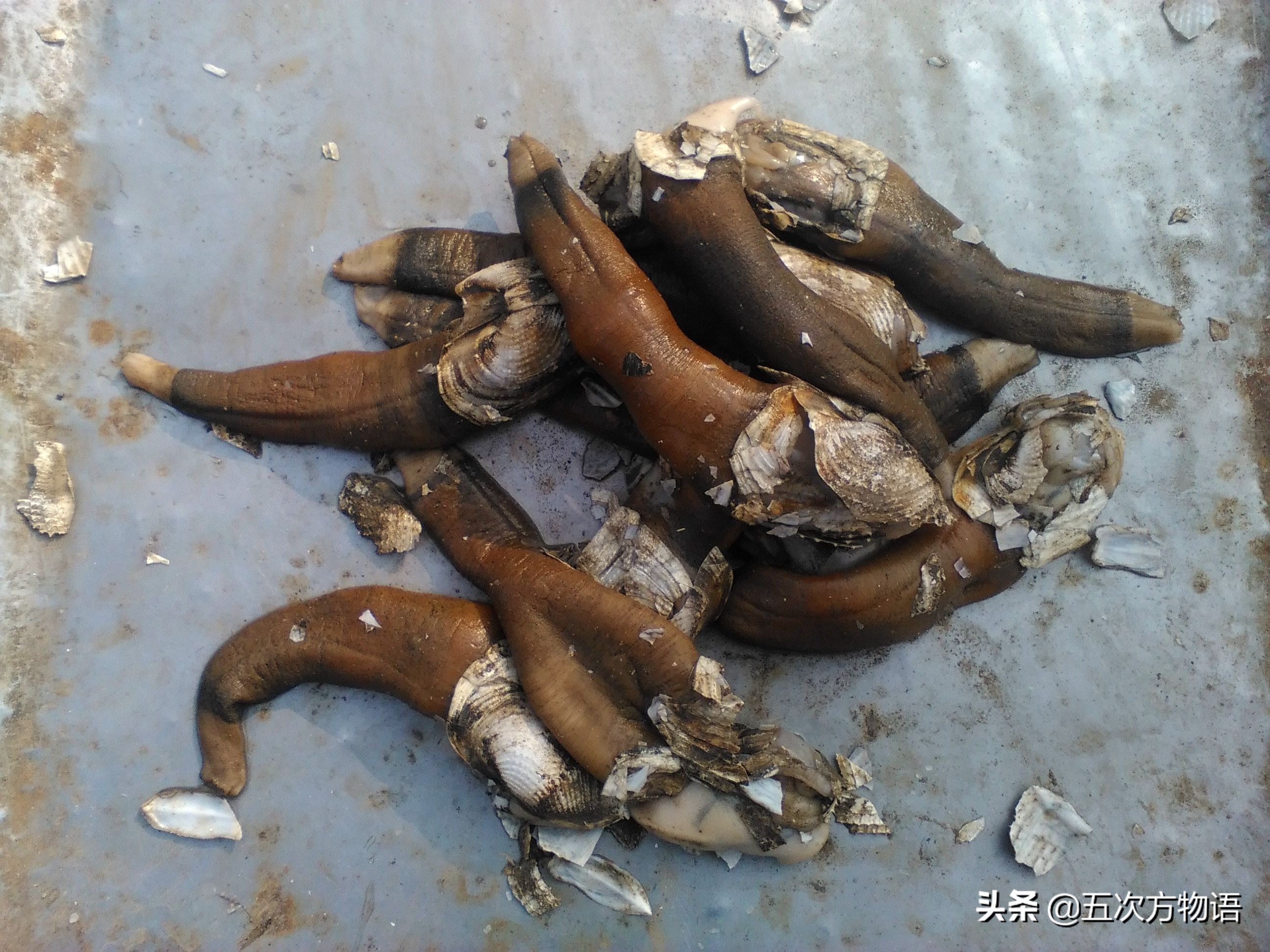 好吃的贝类品种大全,青岛贝类海鲜有哪些品种