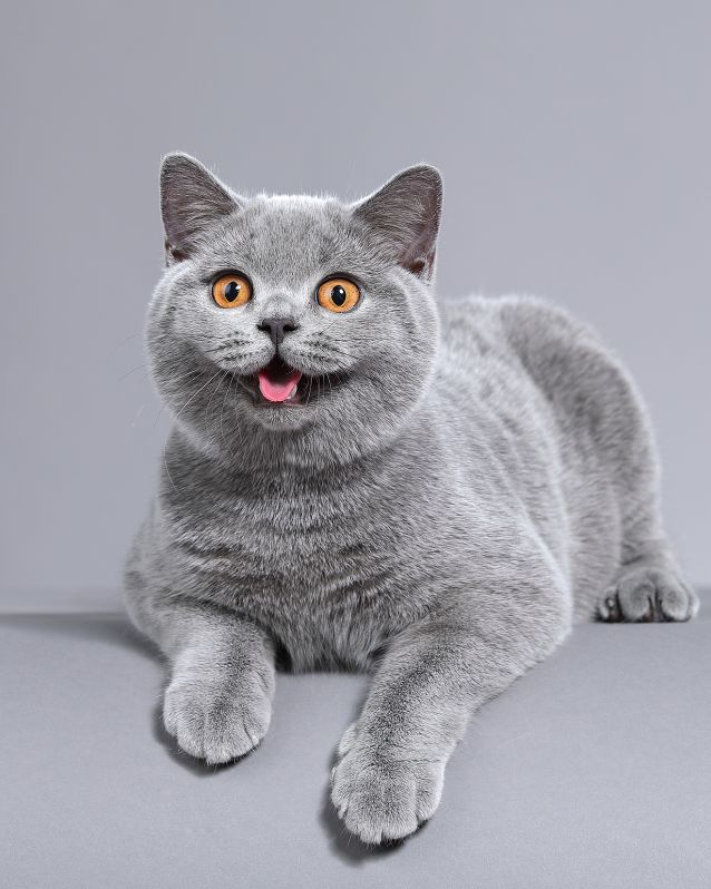 英短和英短矮脚猫的区别,梦到憨厚呆萌的大脸猫