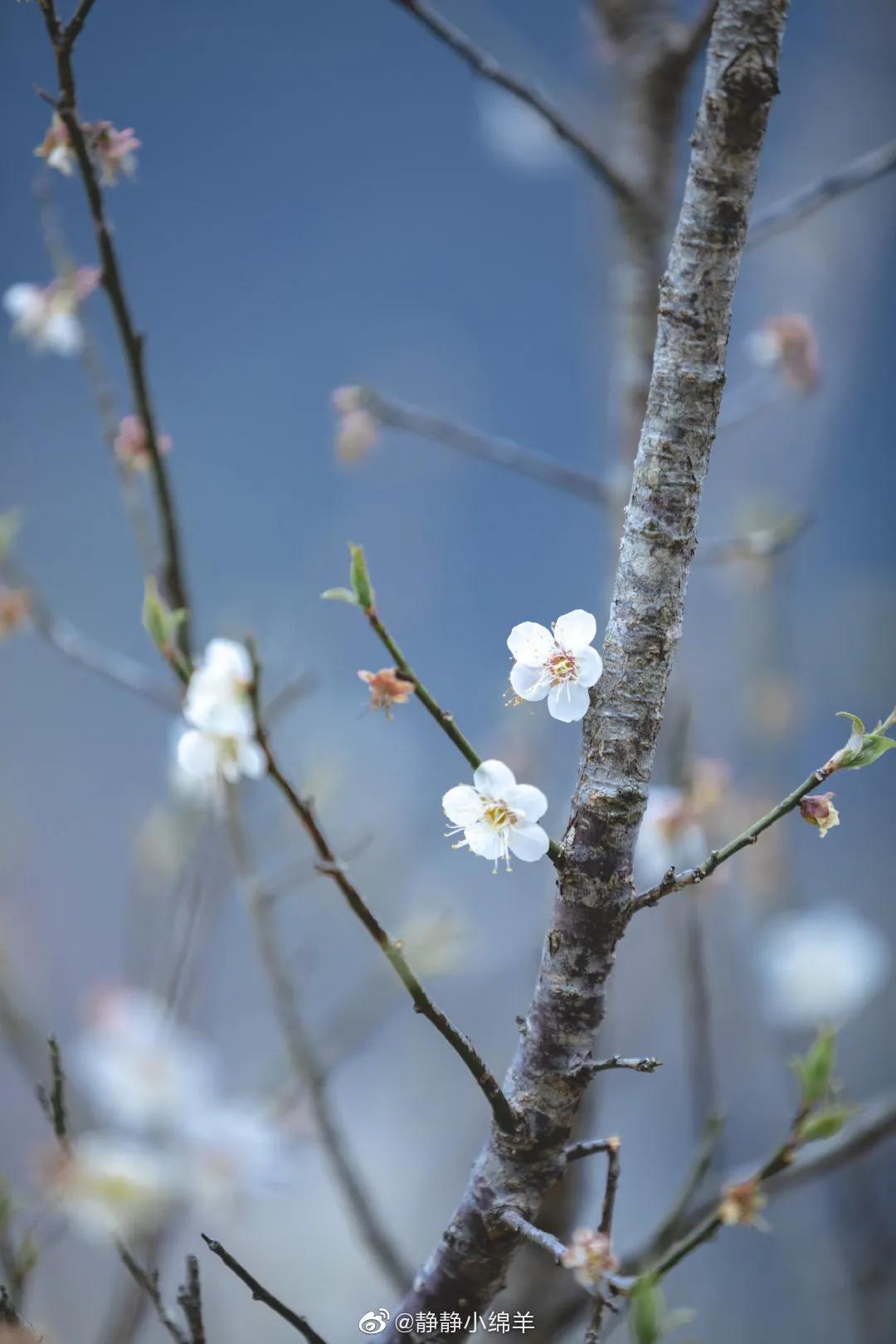 广州现在花开的季节,广州现在什么花开了
