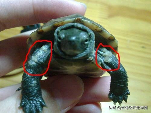 龟友的龟生病了,龟友养龟正确方法