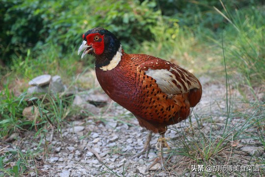 除了蝙蝠，这18种动物肉都是野生的，为了家人健康，一定要管住嘴