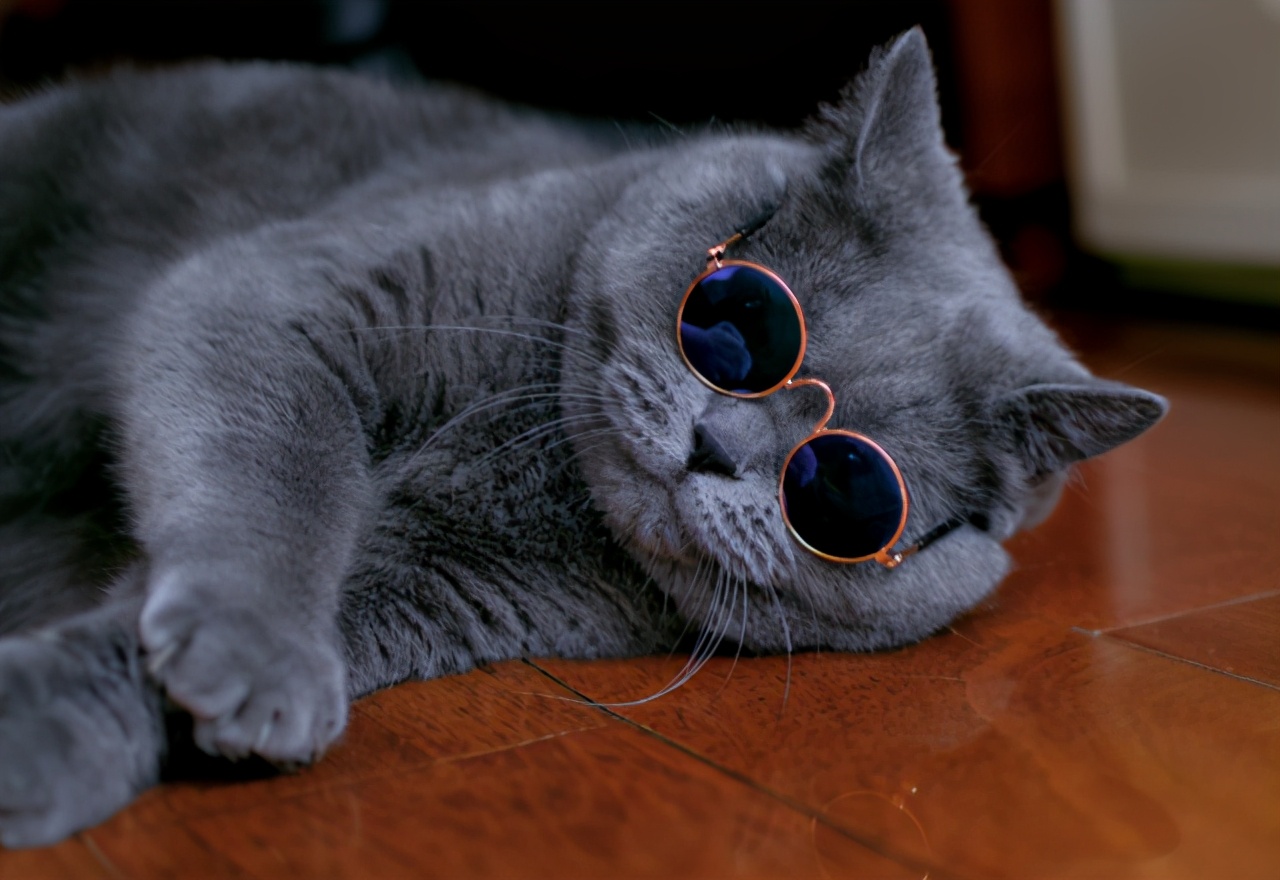 家里养一只英国短毛猫,英国短毛猫和美国短毛猫哪个好养