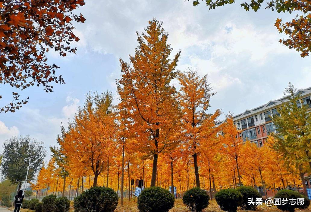 报考山东师范大学怎么样,山东师范大学如何报考