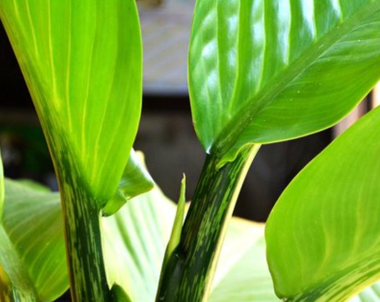 万年青冬天养护方法,万年青怎么养让它开花