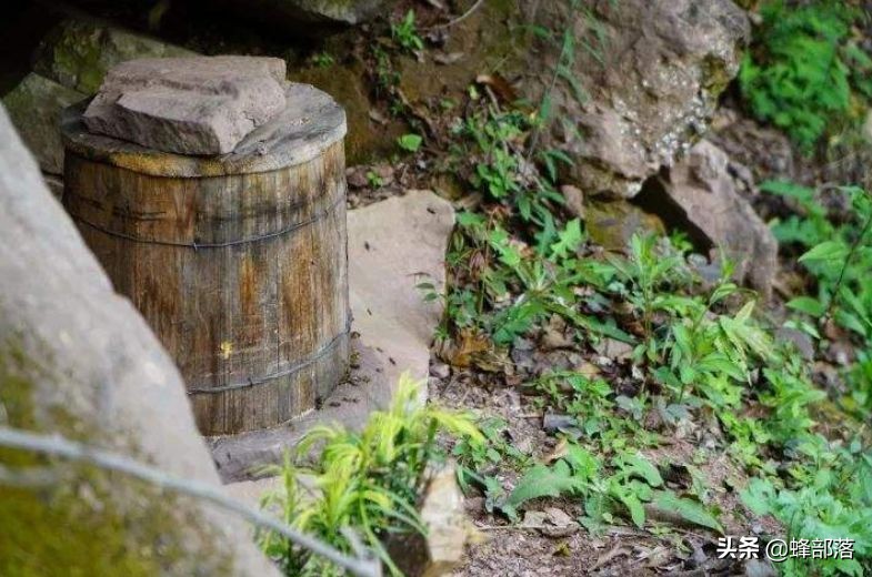 土法养蜂分蜂时怎么防止蜂群飞逃,蜜蜂人工分蜂几米远如何防止回蜂