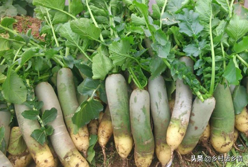 怎样种植萝卜才能使萝卜更大,怎样种大萝卜甜又脆