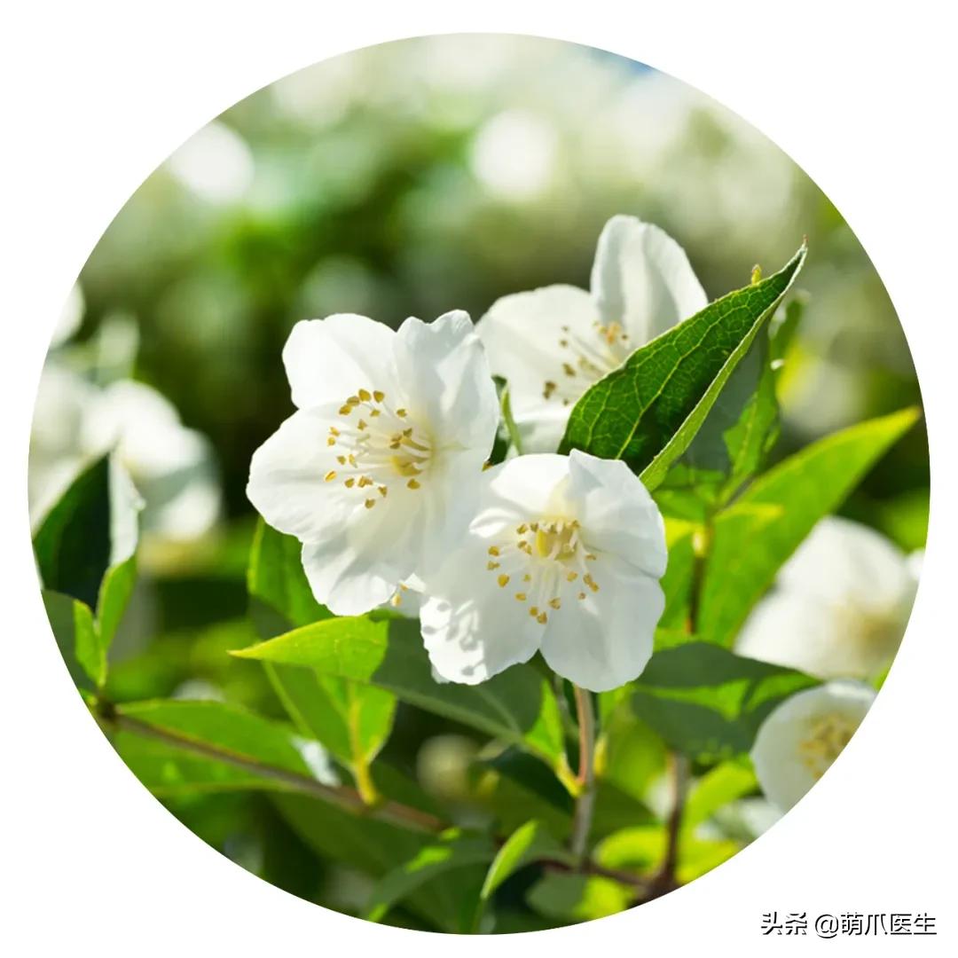 养了猫还可以养兔子吗,养了猫还适合养鹦鹉吗