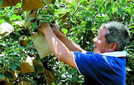套袋早不等于果子红的早，苹果套袋的正确时间和方法