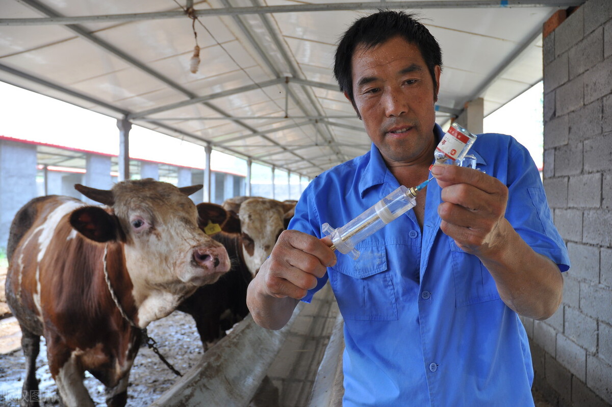 养牛给牛吃什么长肉快成本又低,牛光吃不长肉毛色不顺怎么办