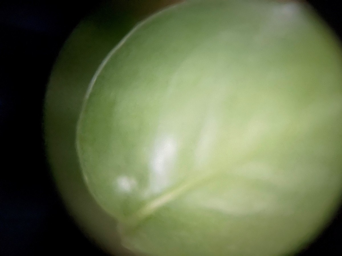 星特朗专业级天文望远镜效果图,星特朗望远镜微距