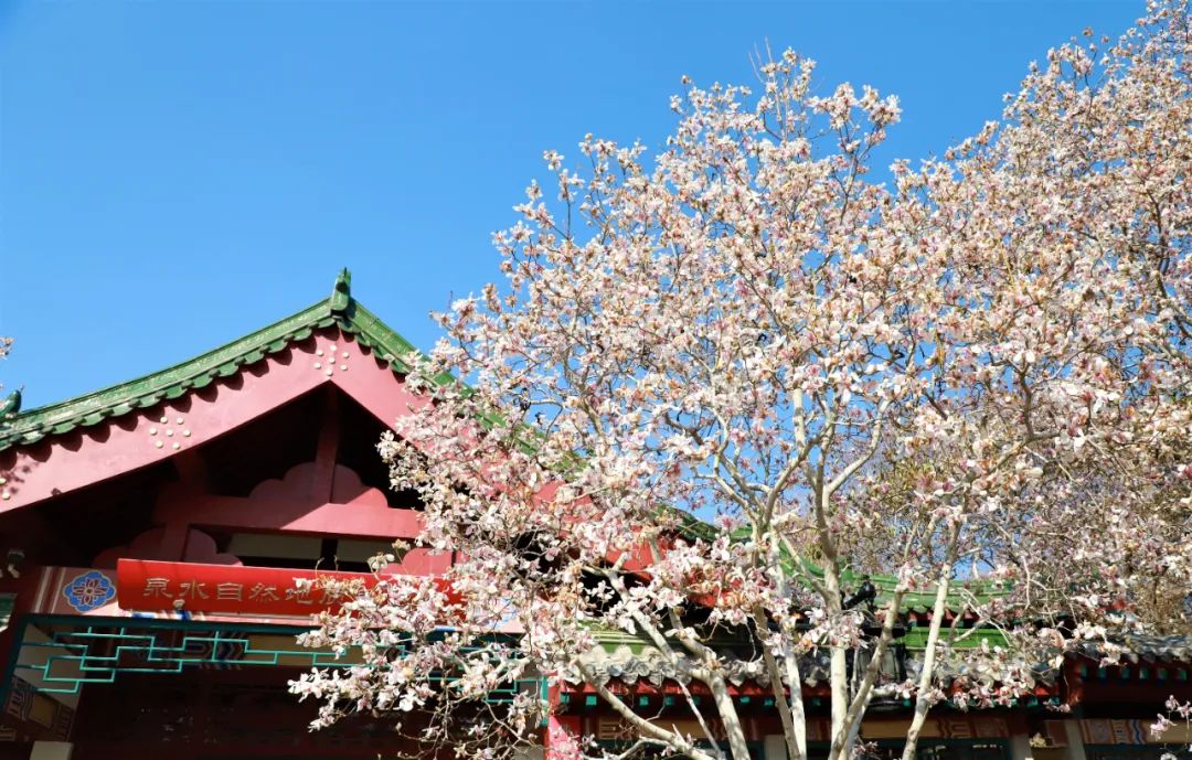 春天里最美的花儿，语文课本上的天下第一……一定要带孩子来