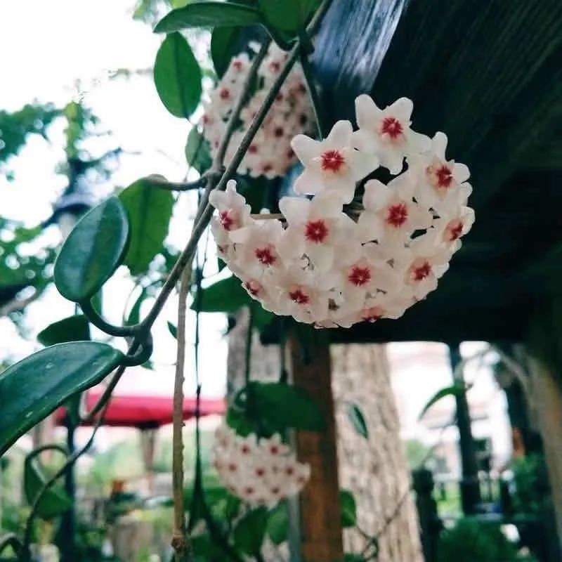 推荐4种“垂吊花”，看一眼就会喜欢上，家里养几盆，美如仙境