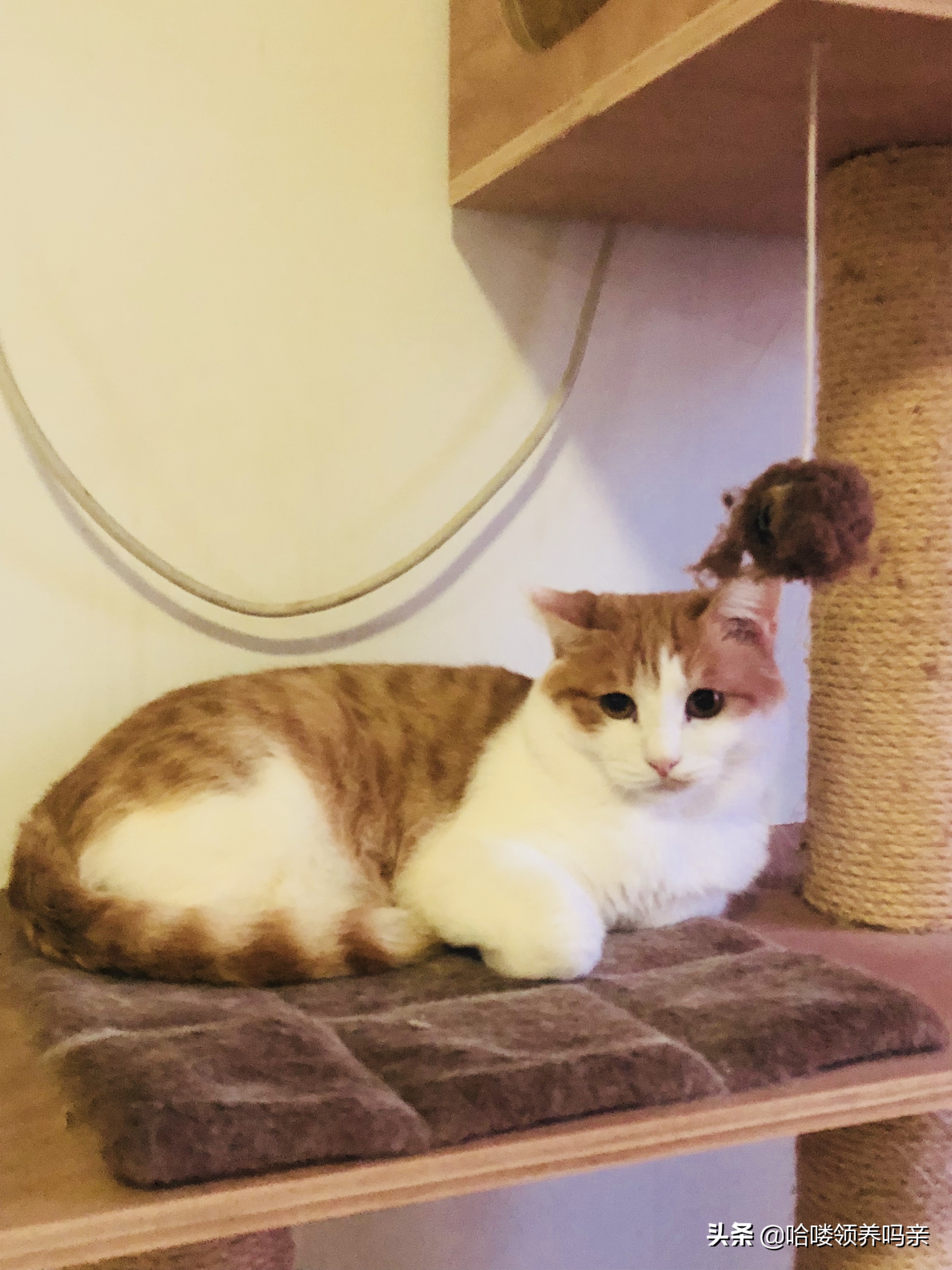 假期出门宠物怎么安置,假期宠物寄养哪里实惠