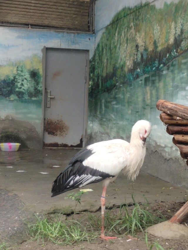 成都动物园游玩日记,成都动物园游玩心情