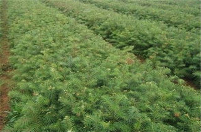 杉木栽植技术要点有哪些,杉木种植方法与技术