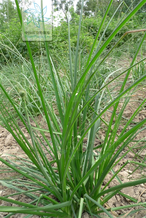 藁本神农本草经,神农本草经葛根原文