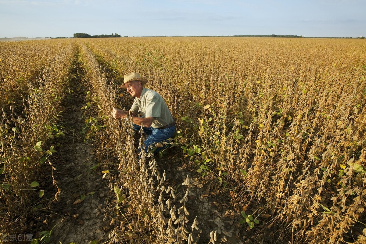 中国购买美国大豆最新,3月进口美国大豆