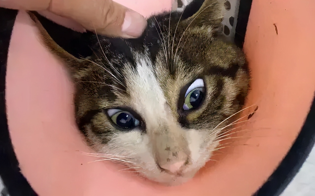 狸花猫被撞了,狸花猫受重伤