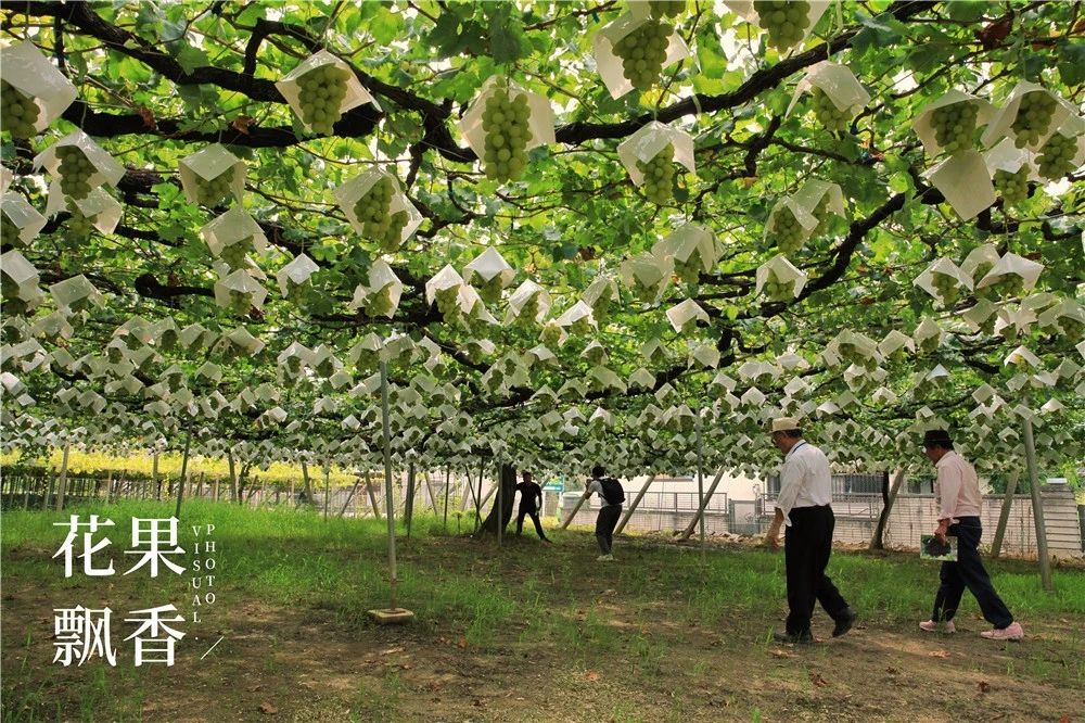 原来，日本果业是一个精致的、被JA溺宠的“老宅男”