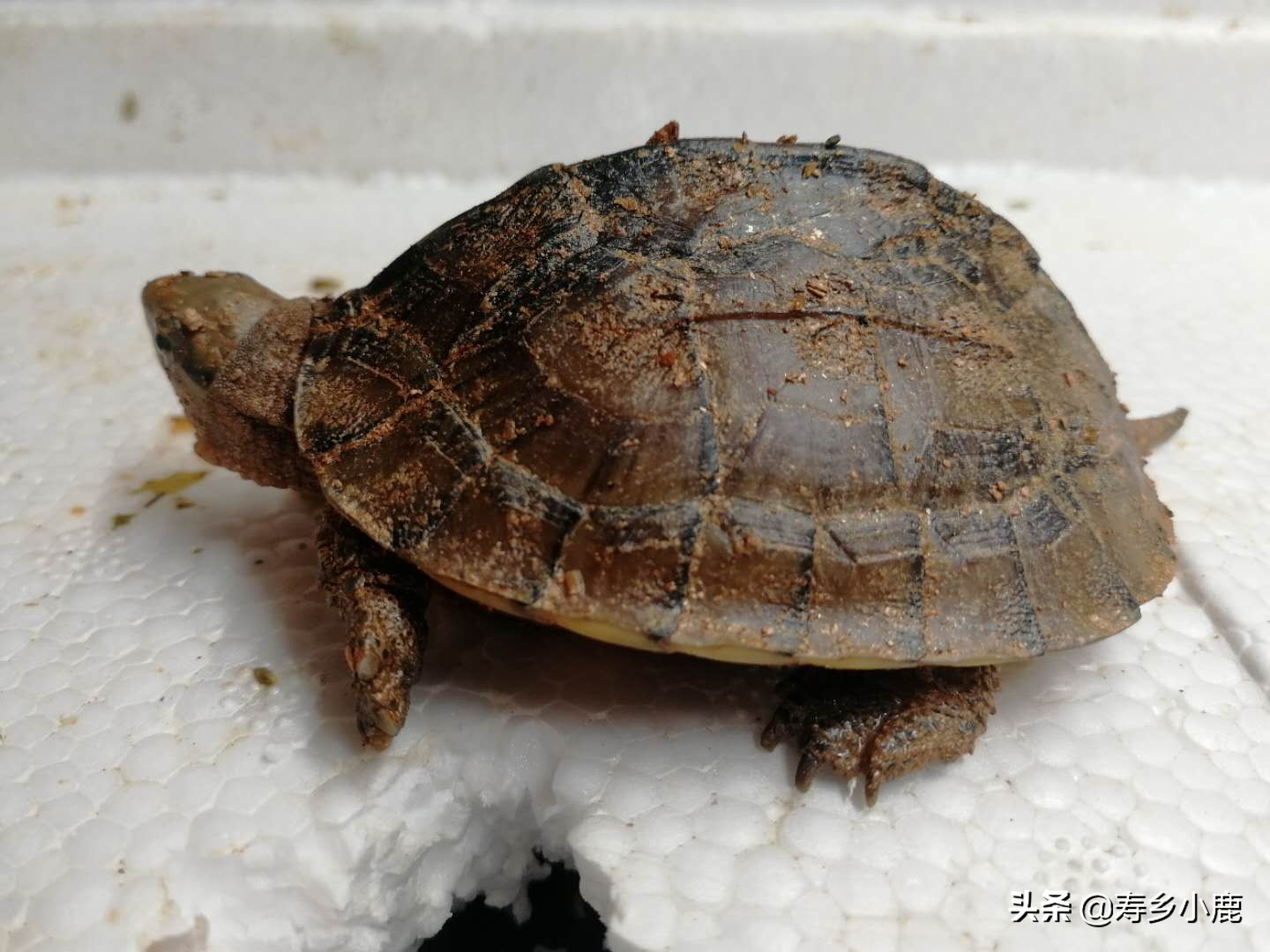 适合新手养的冷水龟,养龟冷水好还是温水好