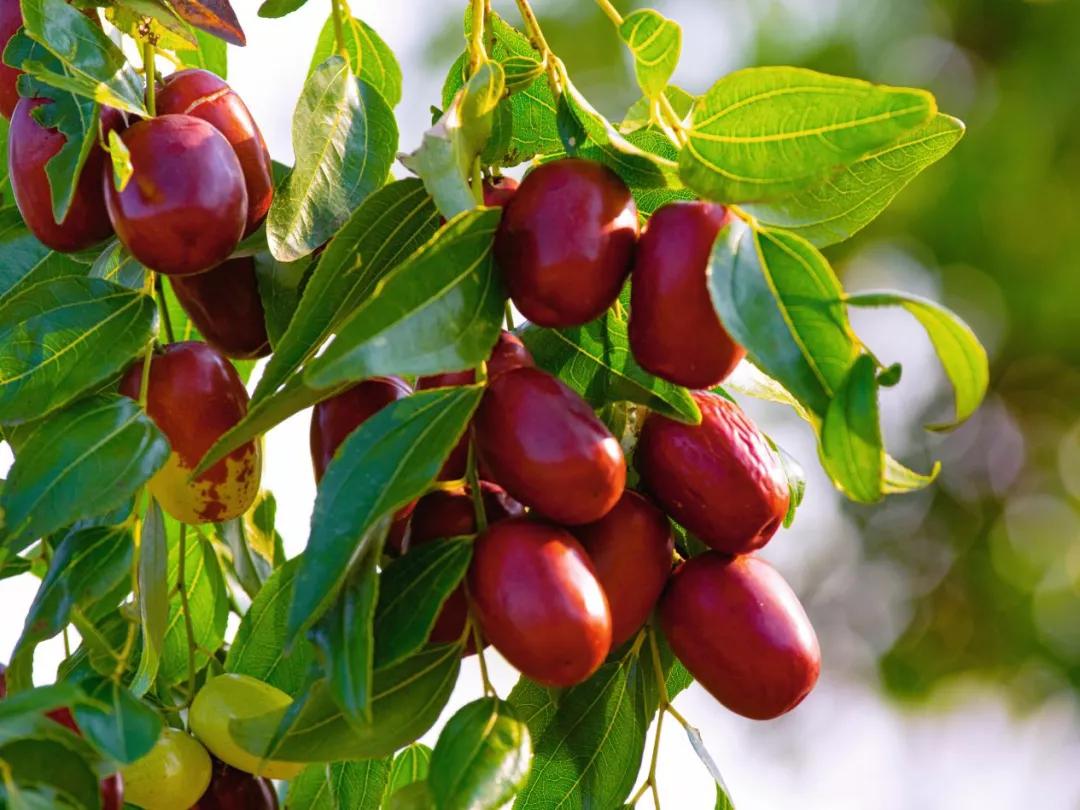 马志丹追忆黄永玉,马志丹纪录片分析