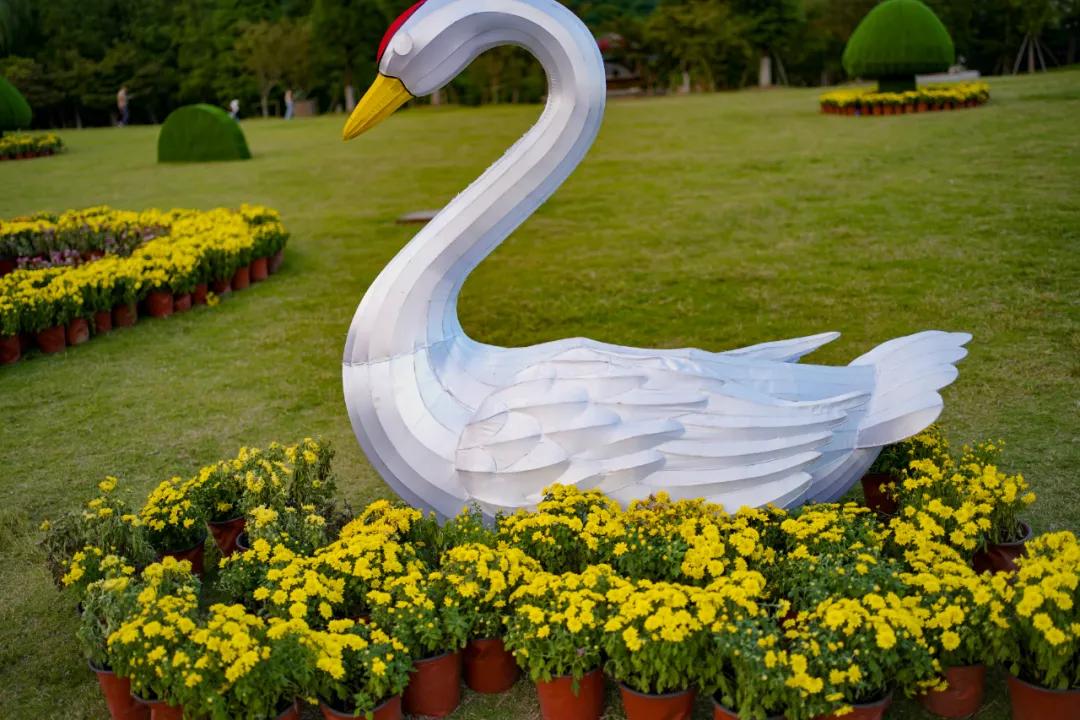 藏不住了！国庆苏州这片花海美哭了！大人小孩玩到不想走