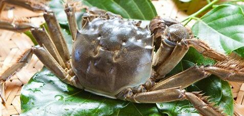 大闸蟹养殖的正确方法,大闸蟹苗养殖技术与方法