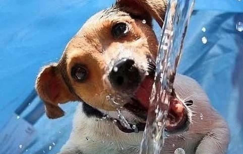 狗狗天气热生病怎么办呢,狗狗热了怎么办