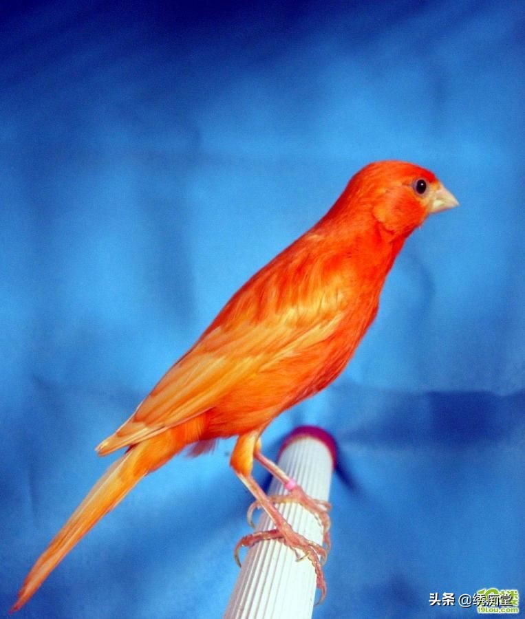 亳州芙蓉鸟养殖,芙蓉鸟合法养殖吗