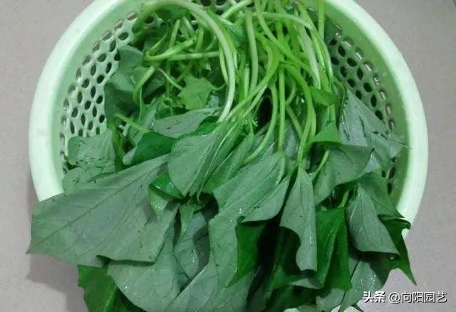 家里阳台种红薯的方法,家庭版种红薯的方法