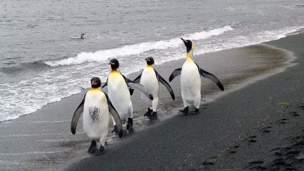 来澳洲才知道的事,来悉尼才知道的事