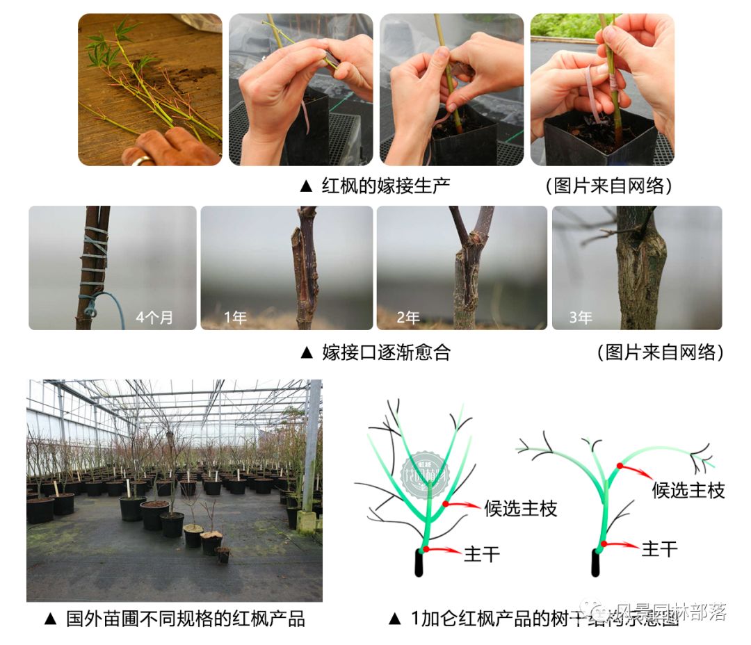 日本红枫红舞姬树形怎么修剪,盆栽红枫树修剪