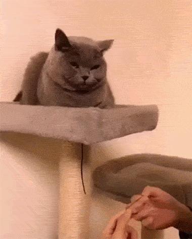 戴上了金箍就要放下七情六欲,今日萌图