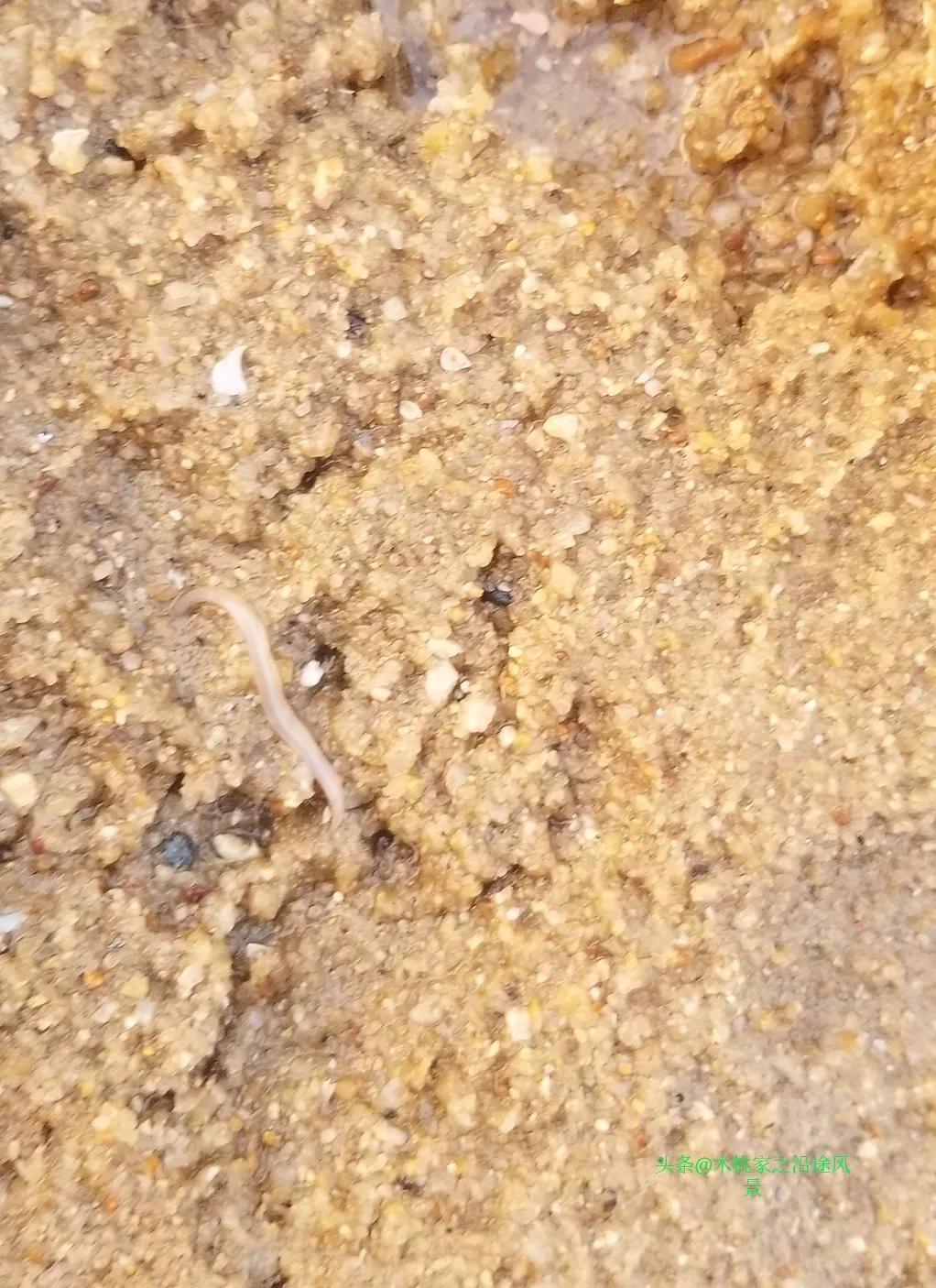 广东沙滩赶海去哪里,阳江东平镇沙滩赶海攻略