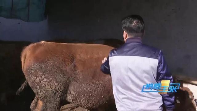 牛肉批发价最新价格,牛肉价格补贴最新消息